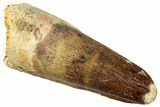 Fossil Spinosaurus Tooth - Real Dinosaur Tooth #322260-1